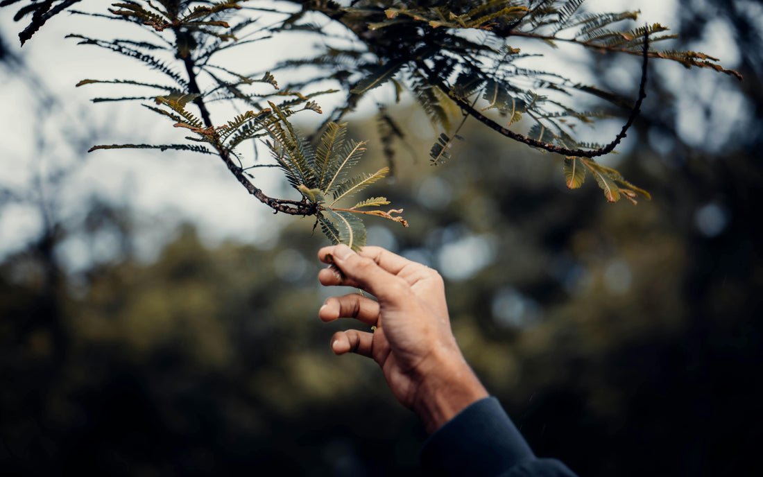 ayurvedic herbs for ADHD